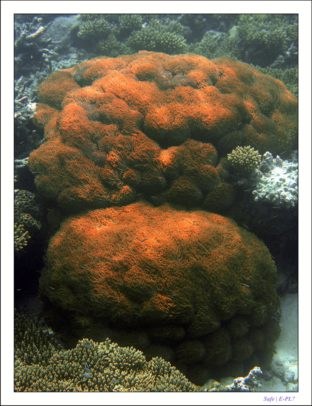 2022 - 07 - snorkeling Maldives - 019